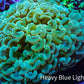 Ultra Green & Gold Hammer Coral – WYSIWYG 9cm A2R6B1 Ultra Green & Gold Hammer Coral – WYSIWYG 9cm A2R6B1 Aquarium Decor Ultra Green & Gold Hammer Coral – WYSIWYG 9cm A2R6B1 Zeo Box Reef
