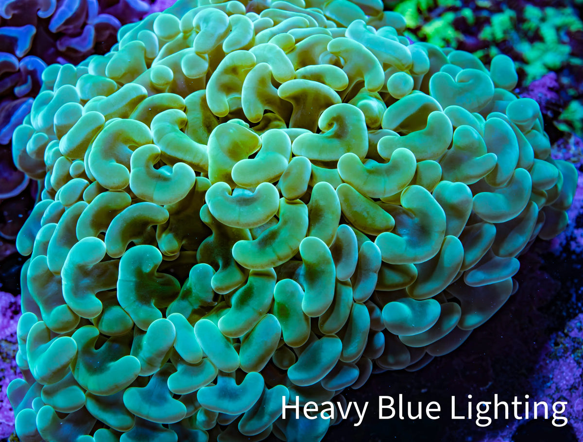 Ultra Green & Gold Hammer Coral – WYSIWYG 9cm A2R6B1 Ultra Green & Gold Hammer Coral – WYSIWYG 9cm A2R6B1 Aquarium Decor Ultra Green & Gold Hammer Coral – WYSIWYG 9cm A2R6B1 Zeo Box Reef