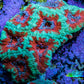 Ultra Green & Orange Acan Coral – WYSIWYG 5cm WYSIWYG Ultra Green & Orange Acan Coral – WYSIWYG 5cm WYSIWYG LPS Coral Ultra Green & Orange Acan Coral – WYSIWYG 5cm WYSIWYG Zeo Box Reef