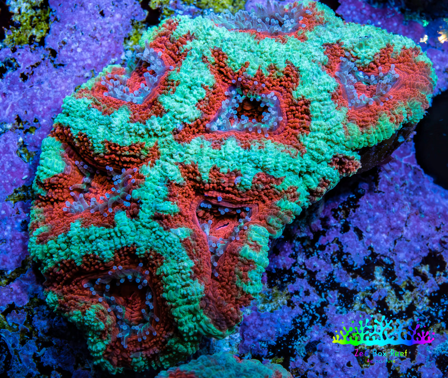 Ultra Green & Orange Acan Coral – WYSIWYG 5cm WYSIWYG Ultra Green & Orange Acan Coral – WYSIWYG 5cm WYSIWYG LPS Coral Ultra Green & Orange Acan Coral – WYSIWYG 5cm WYSIWYG Zeo Box Reef