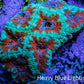 Ultra Green & Orange Acan Coral – WYSIWYG 5cm WYSIWYG Ultra Green & Orange Acan Coral – WYSIWYG 5cm WYSIWYG LPS Coral Ultra Green & Orange Acan Coral – WYSIWYG 5cm WYSIWYG Zeo Box Reef