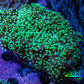 Ultra Green & Purple Tip Frogspawn Coral 10cm WYSIWYG E1R6B1 Ultra Green & Purple Tip Frogspawn Coral 10cm WYSIWYG E1R6B1 LPS Ultra Green & Purple Tip Frogspawn Coral 10cm WYSIWYG E1R6B1 Zeo Box Reef