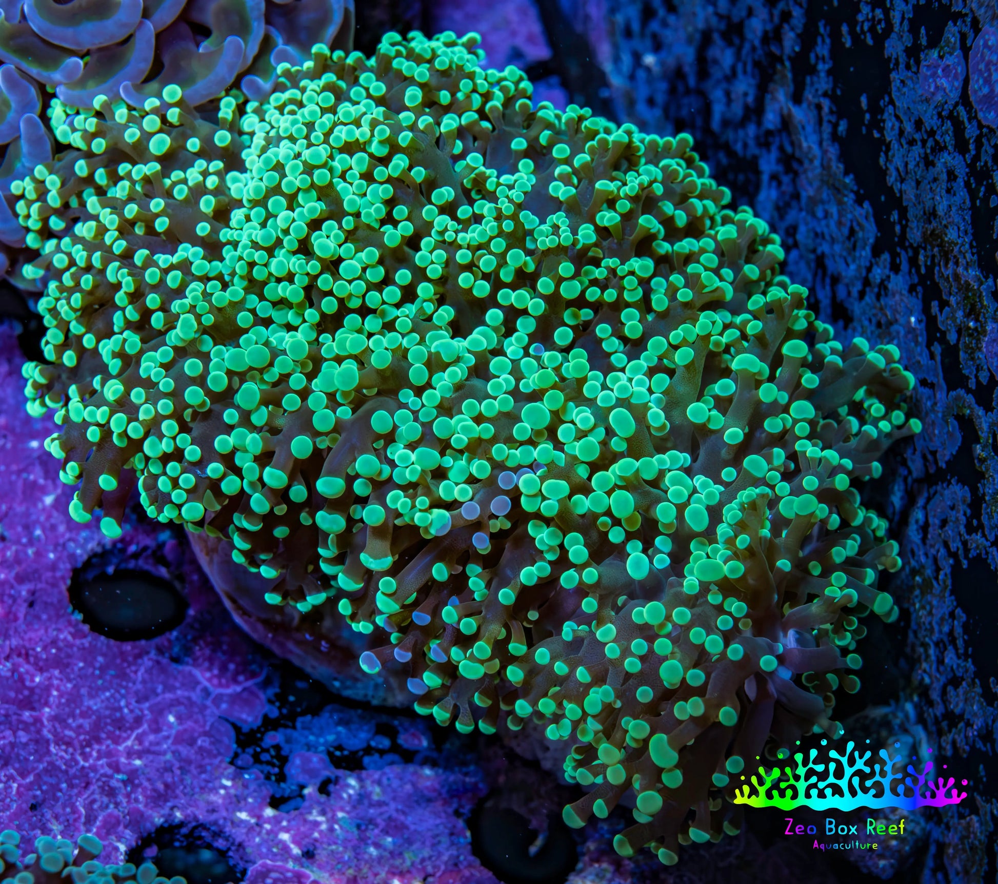 Ultra Green & Purple Tip Frogspawn Coral 10cm WYSIWYG E1R6B1 Ultra Green & Purple Tip Frogspawn Coral 10cm WYSIWYG E1R6B1 LPS Ultra Green & Purple Tip Frogspawn Coral 10cm WYSIWYG E1R6B1 Zeo Box Reef