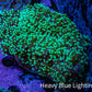 Ultra Green & Purple Tip Frogspawn Coral 10cm WYSIWYG E1R6B1 Ultra Green & Purple Tip Frogspawn Coral 10cm WYSIWYG E1R6B1 LPS Ultra Green & Purple Tip Frogspawn Coral 10cm WYSIWYG E1R6B1 Zeo Box Reef