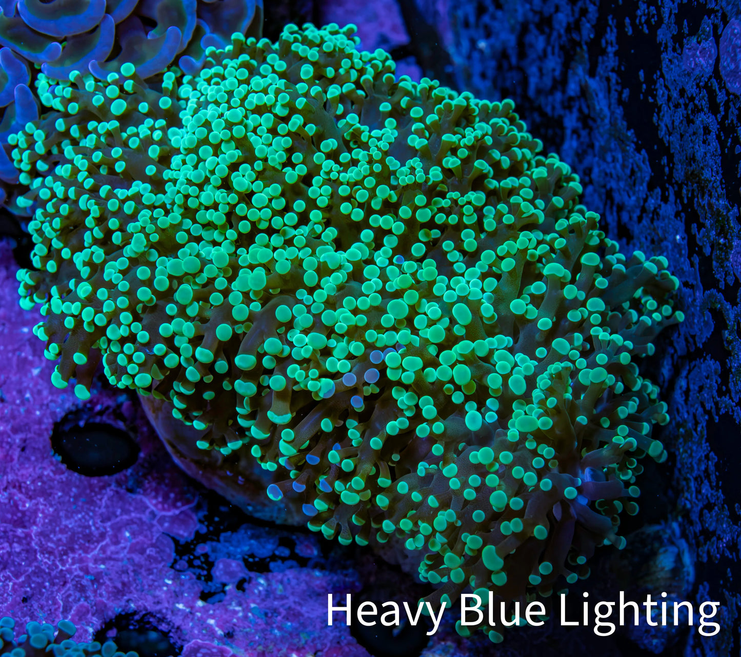 Ultra Green & Purple Tip Frogspawn Coral 10cm WYSIWYG E1R6B1 Ultra Green & Purple Tip Frogspawn Coral 10cm WYSIWYG E1R6B1 LPS Ultra Green & Purple Tip Frogspawn Coral 10cm WYSIWYG E1R6B1 Zeo Box Reef
