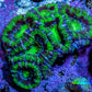 Ultra Green &amp; Purple Acan Coral – WYSIWYG 4cm WYSIWYG Ultra Green &amp; Purple Acan Coral – WYSIWYG 4cm WYSIWYG LPS Coral Ultra Green &amp; Purple Acan Coral – WYSIWYG 4cm WYSIWYG Zeo Box Reef