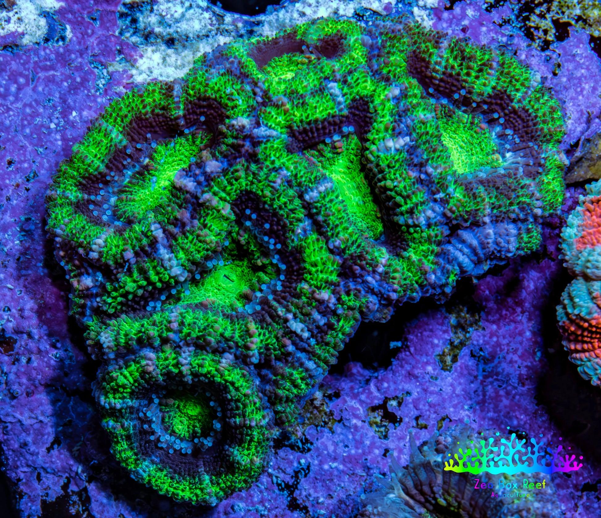 Ultra Green &amp; Purple Acan Coral – WYSIWYG 4cm WYSIWYG Ultra Green &amp; Purple Acan Coral – WYSIWYG 4cm WYSIWYG LPS Coral Ultra Green &amp; Purple Acan Coral – WYSIWYG 4cm WYSIWYG Zeo Box Reef