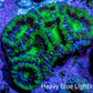 Ultra Green &amp; Purple Acan Coral – WYSIWYG 4cm WYSIWYG Ultra Green &amp; Purple Acan Coral – WYSIWYG 4cm WYSIWYG LPS Coral Ultra Green &amp; Purple Acan Coral – WYSIWYG 4cm WYSIWYG Zeo Box Reef