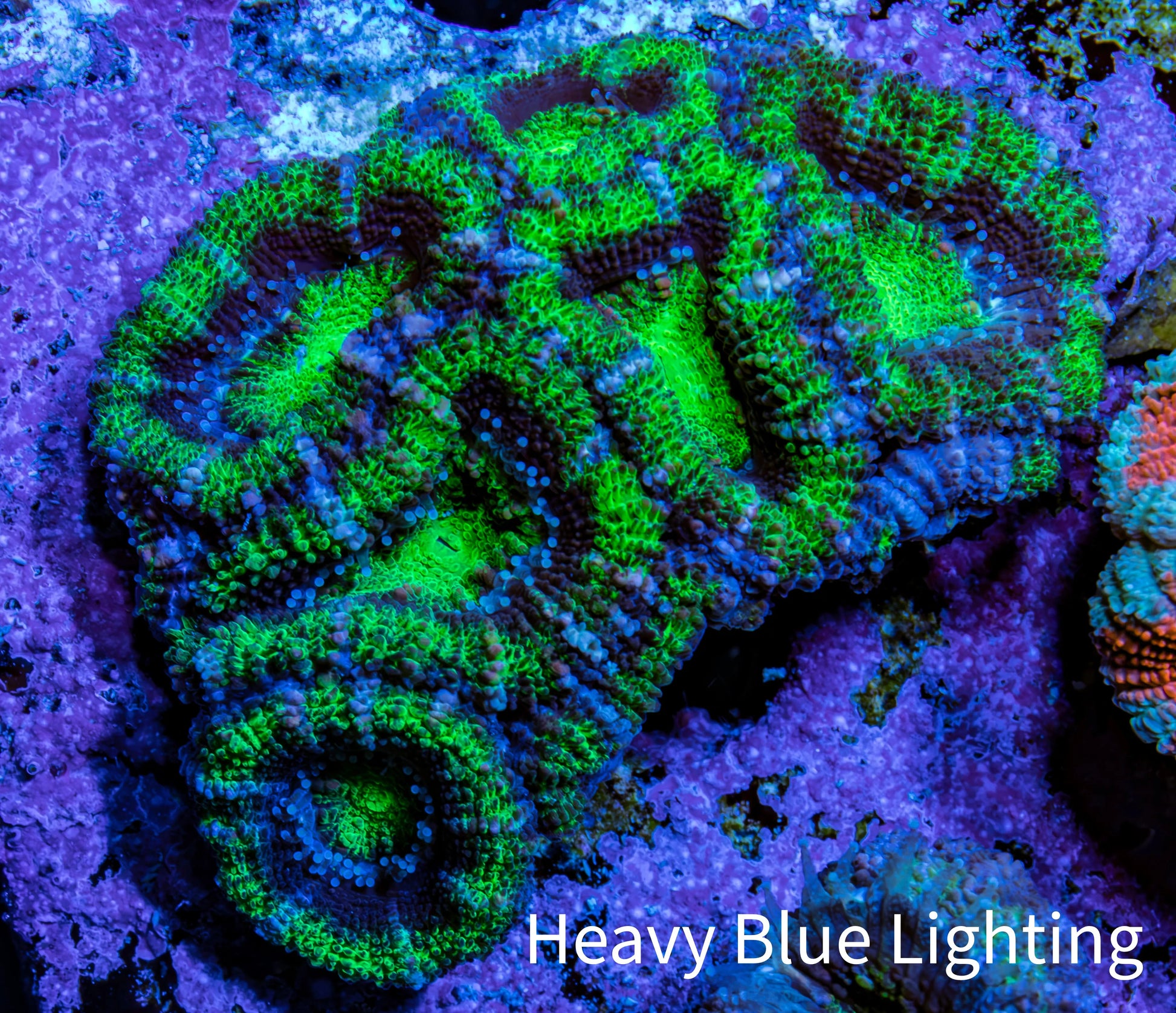 Ultra Green &amp; Purple Acan Coral – WYSIWYG 4cm WYSIWYG Ultra Green &amp; Purple Acan Coral – WYSIWYG 4cm WYSIWYG LPS Coral Ultra Green &amp; Purple Acan Coral – WYSIWYG 4cm WYSIWYG Zeo Box Reef
