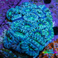Ultra Green and Blue Acan Coral 7cm WYSIWYG B1R2B1 Ultra Green and Blue Acan Coral 7cm WYSIWYG B1R2B1 LPS Coral Ultra Green and Blue Acan Coral 7cm WYSIWYG B1R2B1 Zeo Box Reef