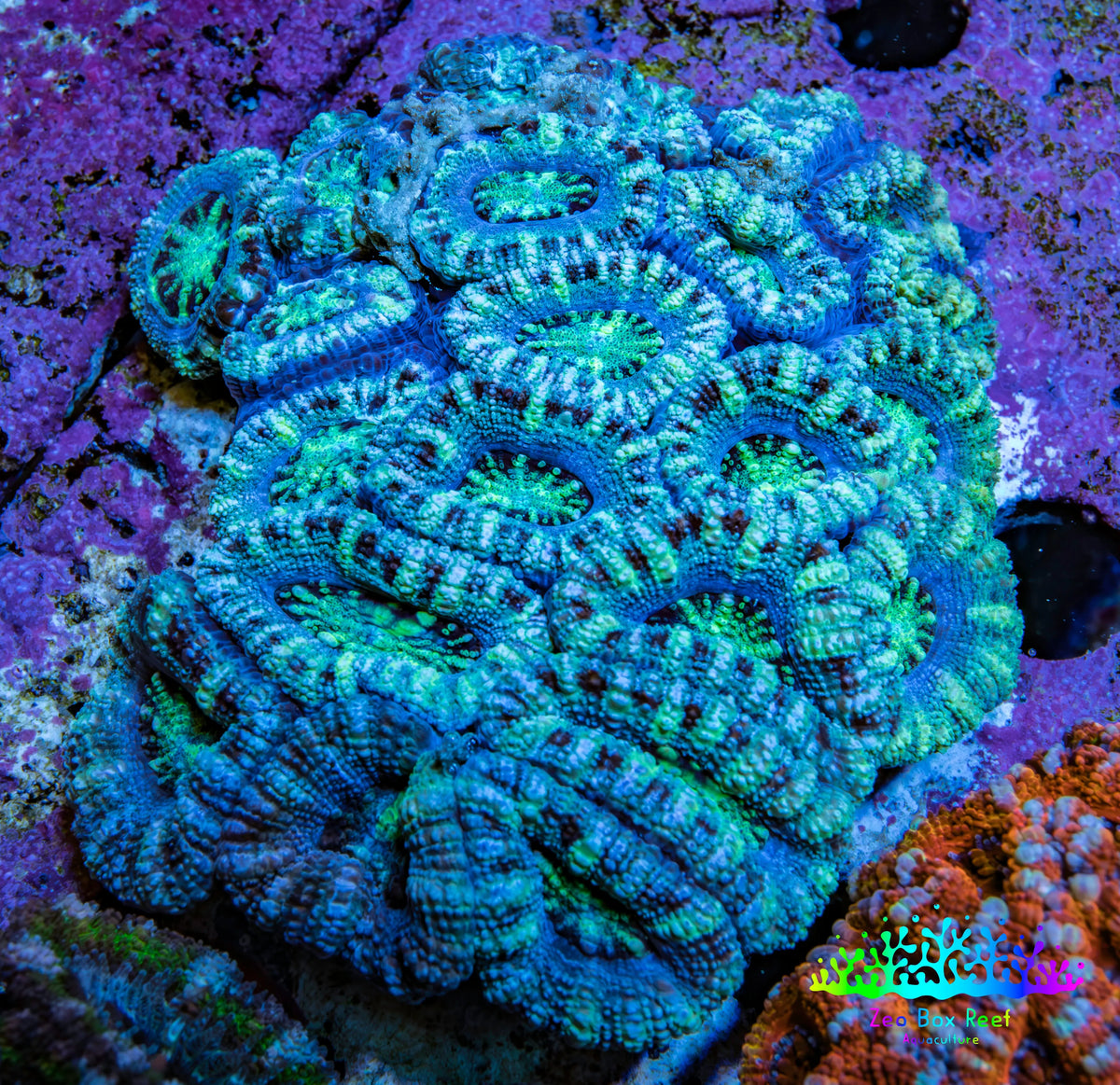 Ultra Green and Blue Acan Coral 7cm WYSIWYG B1R2B1 Ultra Green and Blue Acan Coral 7cm WYSIWYG B1R2B1 LPS Coral Ultra Green and Blue Acan Coral 7cm WYSIWYG B1R2B1 Zeo Box Reef