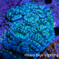 Ultra Green and Blue Acan Coral 7cm WYSIWYG B1R2B1 Ultra Green and Blue Acan Coral 7cm WYSIWYG B1R2B1 LPS Coral Ultra Green and Blue Acan Coral 7cm WYSIWYG B1R2B1 Zeo Box Reef