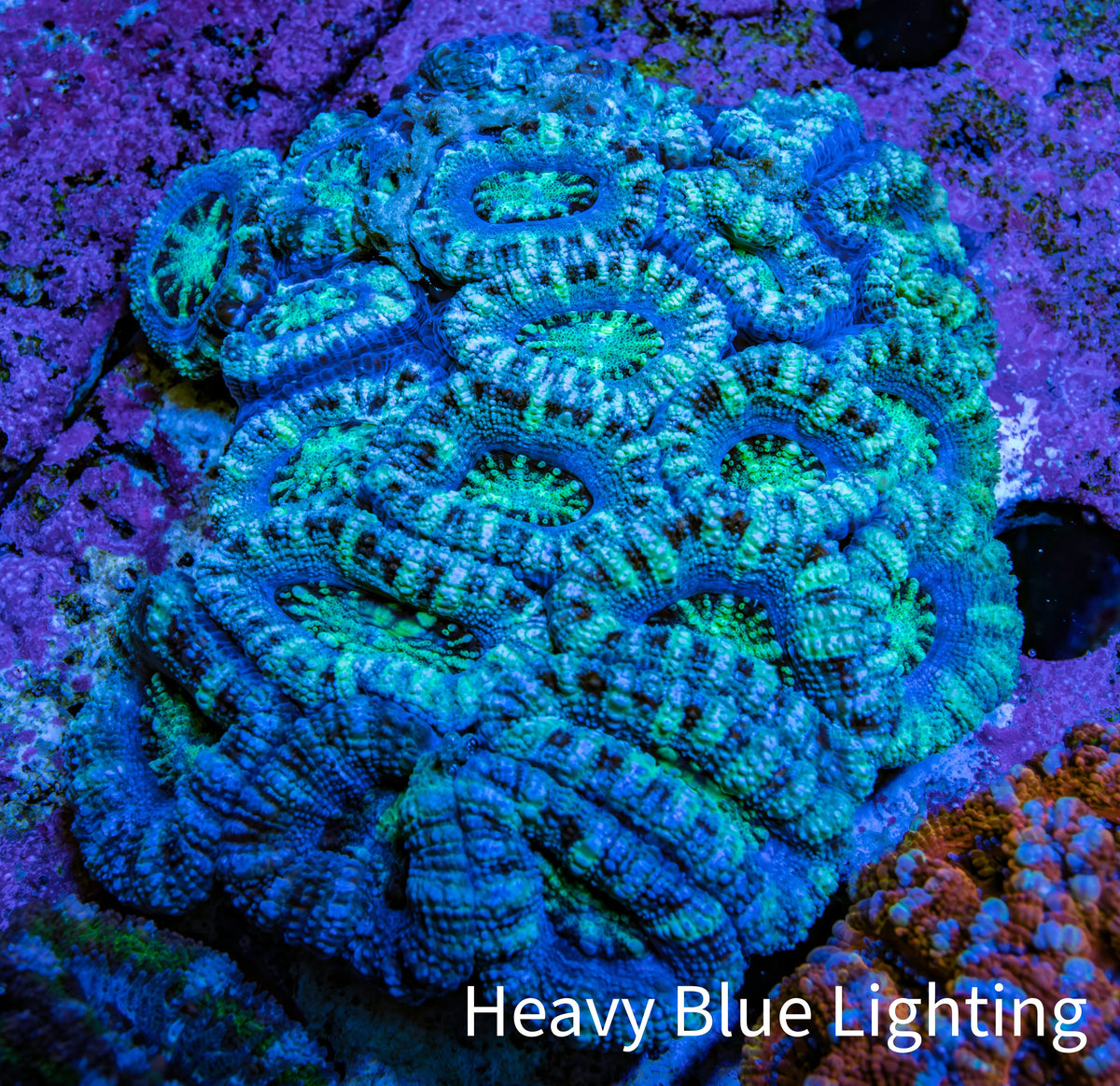 Ultra Green and Blue Acan Coral 7cm WYSIWYG B1R2B1 Ultra Green and Blue Acan Coral 7cm WYSIWYG B1R2B1 LPS Coral Ultra Green and Blue Acan Coral 7cm WYSIWYG B1R2B1 Zeo Box Reef