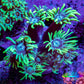 Ultra Green and Blue Goni Frag WYSIWYG Ultra Green and Blue Goni Frag WYSIWYG Animals & Pet Supplies Ultra Green and Blue Goni Frag WYSIWYG Zeo Box Reef
