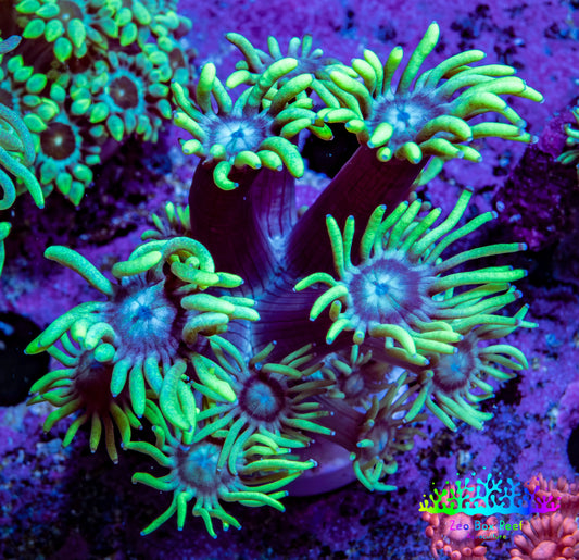 Ultra Green and Blue Goni Frag WYSIWYG Ultra Green and Blue Goni Frag WYSIWYG Animals & Pet Supplies Ultra Green and Blue Goni Frag WYSIWYG Zeo Box Reef