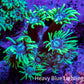 Ultra Green and Blue Goni Frag WYSIWYG Ultra Green and Blue Goni Frag WYSIWYG Animals & Pet Supplies Ultra Green and Blue Goni Frag WYSIWYG Zeo Box Reef
