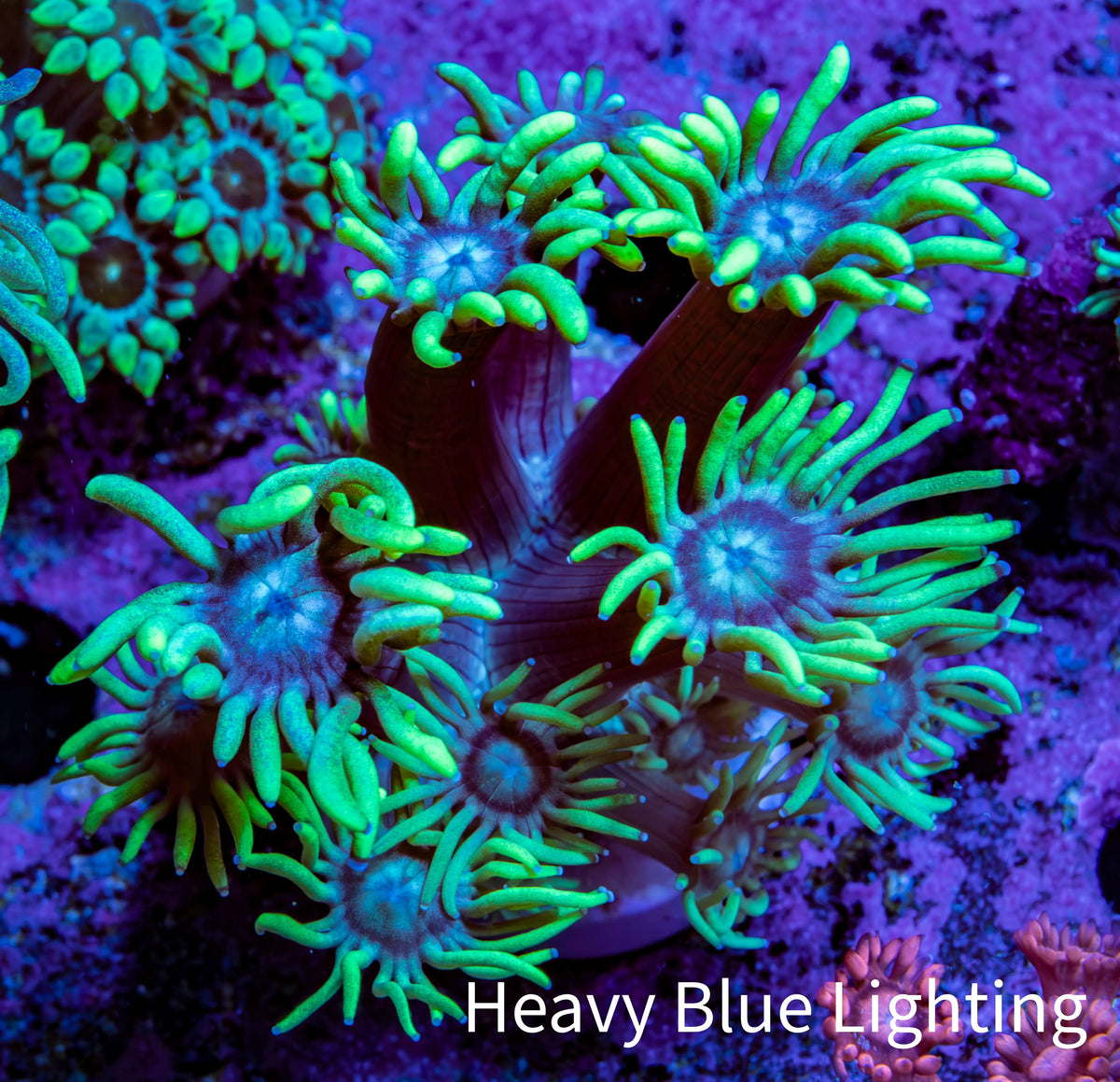 Ultra Green and Blue Goni Frag WYSIWYG Ultra Green and Blue Goni Frag WYSIWYG Animals & Pet Supplies Ultra Green and Blue Goni Frag WYSIWYG Zeo Box Reef