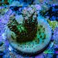 Ultra Green and Pink Tip Acropora Frag WYSIWYG Ultra Green and Pink Tip Acropora Frag WYSIWYG SPS Ultra Green and Pink Tip Acropora Frag WYSIWYG Zeo Box Reef