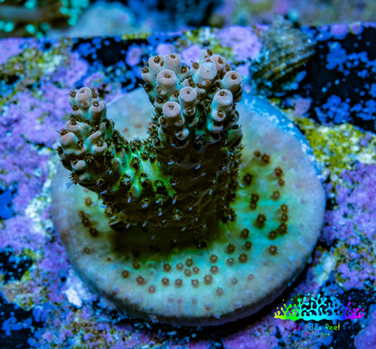 Ultra Green and Pink Tip Acropora Frag WYSIWYG Ultra Green and Pink Tip Acropora Frag WYSIWYG SPS Ultra Green and Pink Tip Acropora Frag WYSIWYG Zeo Box Reef