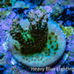Ultra Green and Pink Tip Acropora Frag WYSIWYG Ultra Green and Pink Tip Acropora Frag WYSIWYG SPS Ultra Green and Pink Tip Acropora Frag WYSIWYG Zeo Box Reef