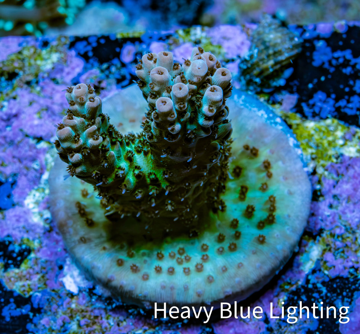 Ultra Green and Pink Tip Acropora Frag WYSIWYG Ultra Green and Pink Tip Acropora Frag WYSIWYG SPS Ultra Green and Pink Tip Acropora Frag WYSIWYG Zeo Box Reef