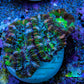 Ultra Green, Peach, Orange & Purple Acan Coral Frag, WYSIWYG D1R3B1 Ultra Green, Peach, Orange & Purple Acan Coral Frag, WYSIWYG D1R3B1 LPS Coral Ultra Green, Peach, Orange & Purple Acan Coral Frag, WYSIWYG D1R3B1 Zeo Box Reef