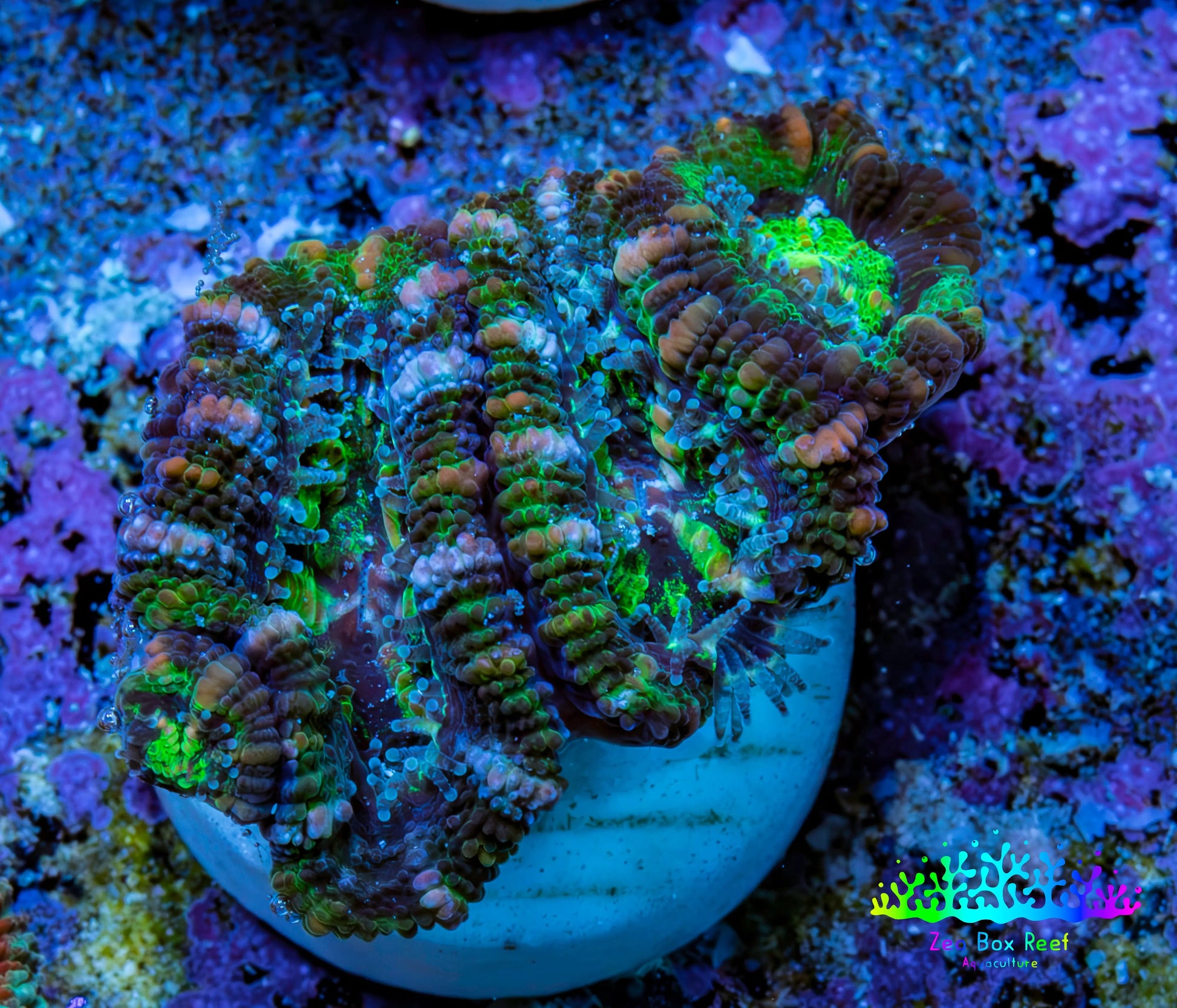Ultra Green, Peach, Orange & Purple Acan Coral Frag, WYSIWYG D1R3B1 Ultra Green, Peach, Orange & Purple Acan Coral Frag, WYSIWYG D1R3B1 LPS Coral Ultra Green, Peach, Orange & Purple Acan Coral Frag, WYSIWYG D1R3B1 Zeo Box Reef