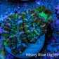 Ultra Green, Peach, Orange & Purple Acan Coral Frag, WYSIWYG D1R3B1 Ultra Green, Peach, Orange & Purple Acan Coral Frag, WYSIWYG D1R3B1 LPS Coral Ultra Green, Peach, Orange & Purple Acan Coral Frag, WYSIWYG D1R3B1 Zeo Box Reef