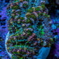 Ultra Green, Peach, Orange & Purple Acan Coral Frag, WYSIWYG D2R3B1 Ultra Green, Peach, Orange & Purple Acan Coral Frag, WYSIWYG D2R3B1 LPS Coral Ultra Green, Peach, Orange & Purple Acan Coral Frag, WYSIWYG D2R3B1 Zeo Box Reef