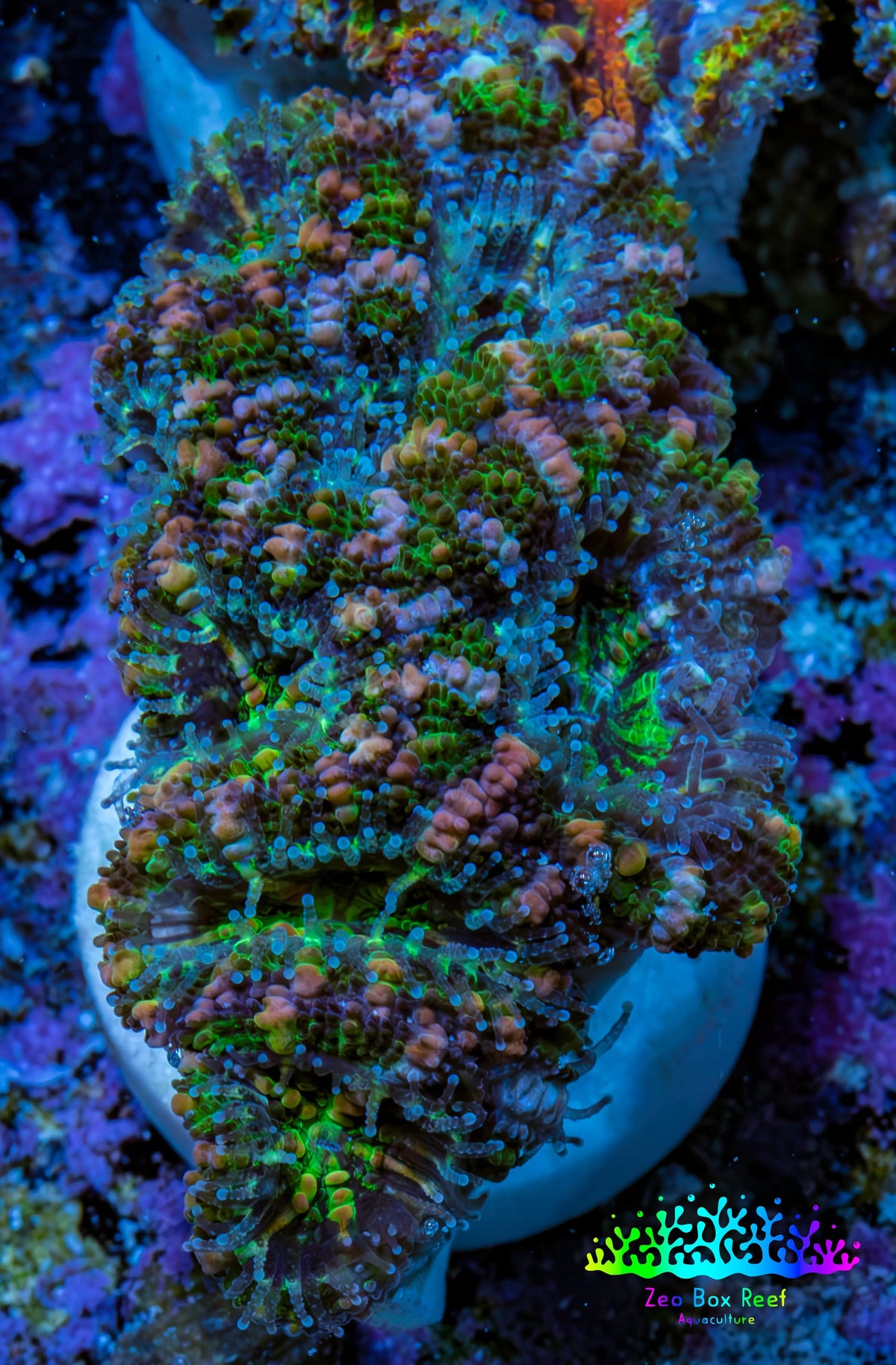 Ultra Green, Peach, Orange & Purple Acan Coral Frag, WYSIWYG D2R3B1 Ultra Green, Peach, Orange & Purple Acan Coral Frag, WYSIWYG D2R3B1 LPS Coral Ultra Green, Peach, Orange & Purple Acan Coral Frag, WYSIWYG D2R3B1 Zeo Box Reef