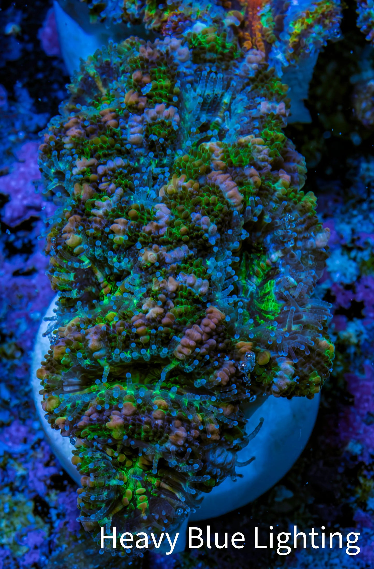Ultra Green, Peach, Orange & Purple Acan Coral Frag, WYSIWYG D2R3B1 Ultra Green, Peach, Orange & Purple Acan Coral Frag, WYSIWYG D2R3B1 LPS Coral Ultra Green, Peach, Orange & Purple Acan Coral Frag, WYSIWYG D2R3B1 Zeo Box Reef