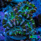 Ultra Green, Peach, Orange & Purple Acan Coral Frag, WYSIWYG D3R3B1 Ultra Green, Peach, Orange & Purple Acan Coral Frag, WYSIWYG D3R3B1 LPS Coral Ultra Green, Peach, Orange & Purple Acan Coral Frag, WYSIWYG D3R3B1 Zeo Box Reef