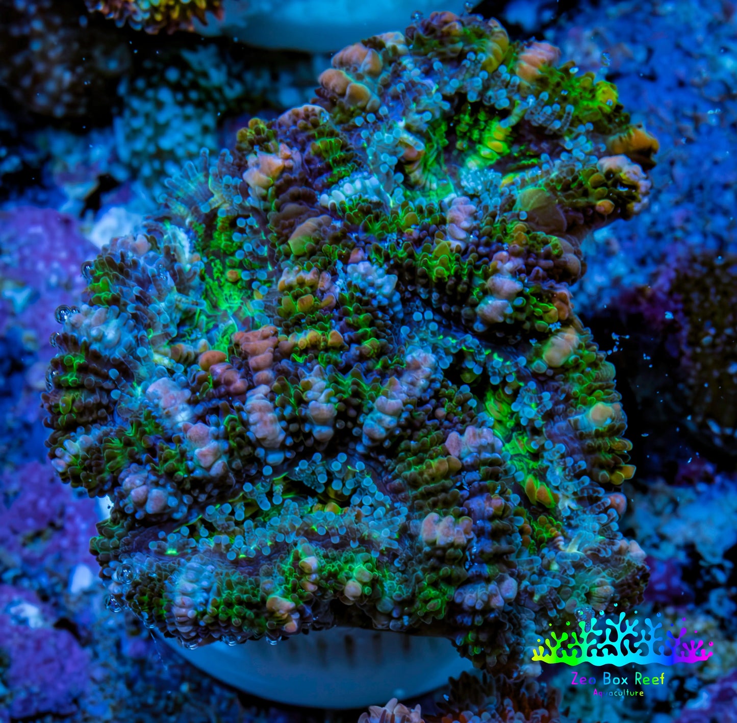 Ultra Green, Peach, Orange & Purple Acan Coral Frag, WYSIWYG D3R3B1 Ultra Green, Peach, Orange & Purple Acan Coral Frag, WYSIWYG D3R3B1 LPS Coral Ultra Green, Peach, Orange & Purple Acan Coral Frag, WYSIWYG D3R3B1 Zeo Box Reef