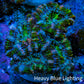 Ultra Green, Peach, Orange & Purple Acan Coral Frag, WYSIWYG D3R3B1 Ultra Green, Peach, Orange & Purple Acan Coral Frag, WYSIWYG D3R3B1 LPS Coral Ultra Green, Peach, Orange & Purple Acan Coral Frag, WYSIWYG D3R3B1 Zeo Box Reef
