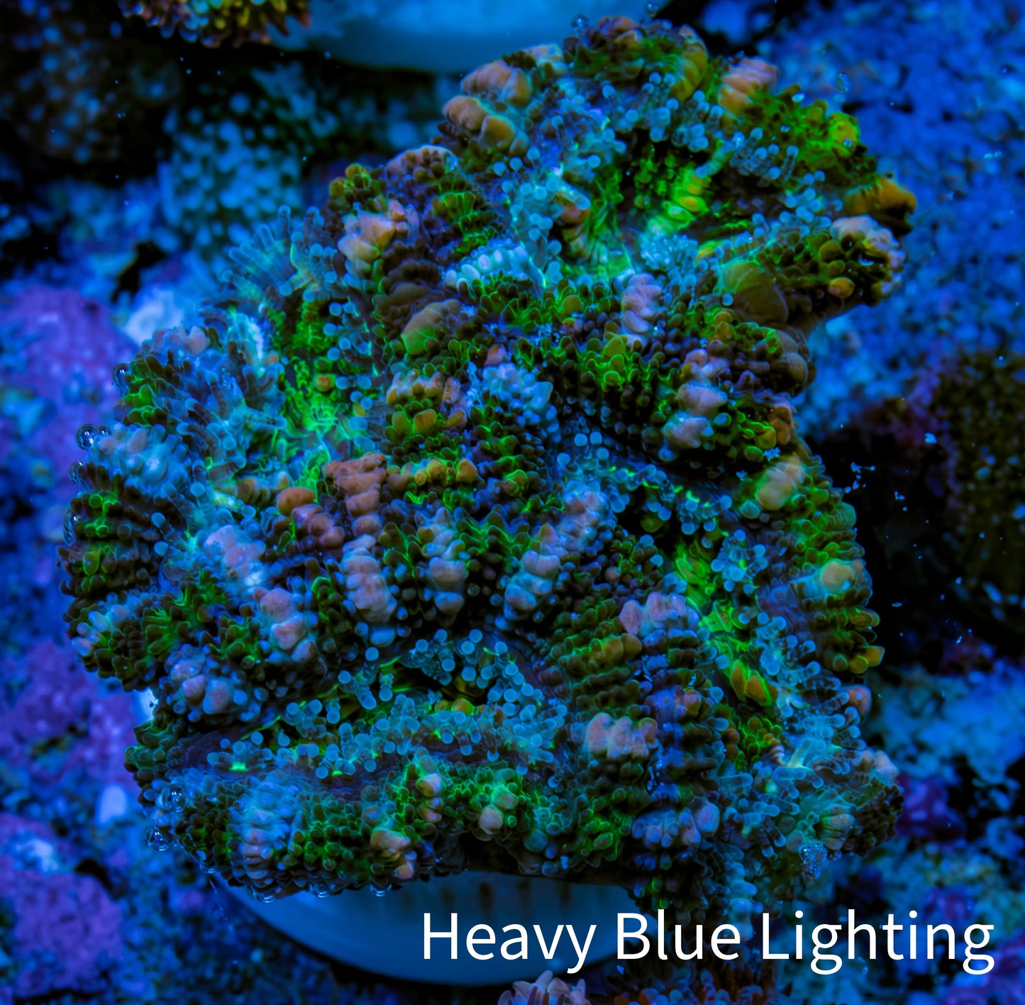 Ultra Green, Peach, Orange & Purple Acan Coral Frag, WYSIWYG D3R3B1 Ultra Green, Peach, Orange & Purple Acan Coral Frag, WYSIWYG D3R3B1 LPS Coral Ultra Green, Peach, Orange & Purple Acan Coral Frag, WYSIWYG D3R3B1 Zeo Box Reef