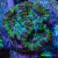 Ultra Green, Peach, Orange & Purple Acan Coral Frag, WYSIWYG D4R3B1 Ultra Green, Peach, Orange & Purple Acan Coral Frag, WYSIWYG D4R3B1 LPS Coral Ultra Green, Peach, Orange & Purple Acan Coral Frag, WYSIWYG D4R3B1 Zeo Box Reef