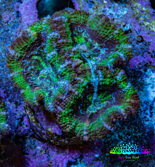 Ultra Green, Peach, Orange & Purple Acan Coral Frag, WYSIWYG D4R3B1 Ultra Green, Peach, Orange & Purple Acan Coral Frag, WYSIWYG D4R3B1 LPS Coral Ultra Green, Peach, Orange & Purple Acan Coral Frag, WYSIWYG D4R3B1 Zeo Box Reef