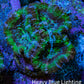 Ultra Green, Peach, Orange & Purple Acan Coral Frag, WYSIWYG D4R3B1 Ultra Green, Peach, Orange & Purple Acan Coral Frag, WYSIWYG D4R3B1 LPS Coral Ultra Green, Peach, Orange & Purple Acan Coral Frag, WYSIWYG D4R3B1 Zeo Box Reef