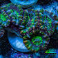 Ultra Green, Peach, Orange & Purple Acan Coral Frag, WYSIWYG D5R3B1 Ultra Green, Peach, Orange & Purple Acan Coral Frag, WYSIWYG D5R3B1 LPS Coral Ultra Green, Peach, Orange & Purple Acan Coral Frag, WYSIWYG D5R3B1 Zeo Box Reef
