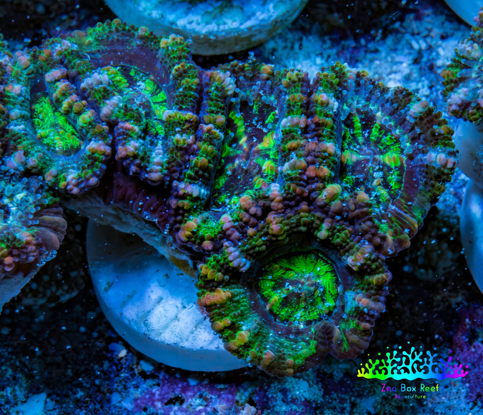 Ultra Green, Peach, Orange & Purple Acan Coral Frag, WYSIWYG D5R3B1 Ultra Green, Peach, Orange & Purple Acan Coral Frag, WYSIWYG D5R3B1 LPS Coral Ultra Green, Peach, Orange & Purple Acan Coral Frag, WYSIWYG D5R3B1 Zeo Box Reef