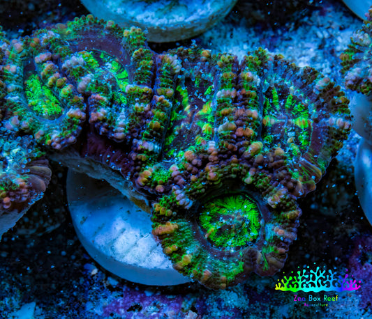 Ultra Green, Peach, Orange & Purple Acan Coral Frag, WYSIWYG D5R3B1 Ultra Green, Peach, Orange & Purple Acan Coral Frag, WYSIWYG D5R3B1 LPS Coral Ultra Green, Peach, Orange & Purple Acan Coral Frag, WYSIWYG D5R3B1 Zeo Box Reef