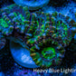 Ultra Green, Peach, Orange & Purple Acan Coral Frag, WYSIWYG D5R3B1 Ultra Green, Peach, Orange & Purple Acan Coral Frag, WYSIWYG D5R3B1 LPS Coral Ultra Green, Peach, Orange & Purple Acan Coral Frag, WYSIWYG D5R3B1 Zeo Box Reef