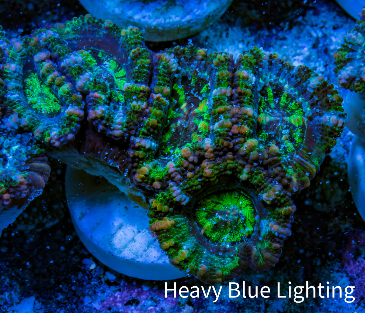Ultra Green, Peach, Orange & Purple Acan Coral Frag, WYSIWYG D5R3B1 Ultra Green, Peach, Orange & Purple Acan Coral Frag, WYSIWYG D5R3B1 LPS Coral Ultra Green, Peach, Orange & Purple Acan Coral Frag, WYSIWYG D5R3B1 Zeo Box Reef