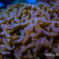 Ultra Hammer Cora -  WYSIWYG 12cm A1R6B1 Ultra Hammer Cora -  WYSIWYG 12cm A1R6B1 Aquarium Decor Ultra Hammer Cora -  WYSIWYG 12cm A1R6B1 Zeo Box Reef