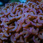 Ultra Hammer Cora -  WYSIWYG 12cm A1R6B1 Ultra Hammer Cora -  WYSIWYG 12cm A1R6B1 Aquarium Decor Ultra Hammer Cora -  WYSIWYG 12cm A1R6B1 Zeo Box Reef