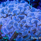 Ultra Hammer Coral -  Pink  WYSIWYG 8cm Ultra Hammer Coral -  Pink  WYSIWYG 8cm Aquarium Decor Ultra Hammer Coral -  Pink  WYSIWYG 8cm Zeo Box Reef