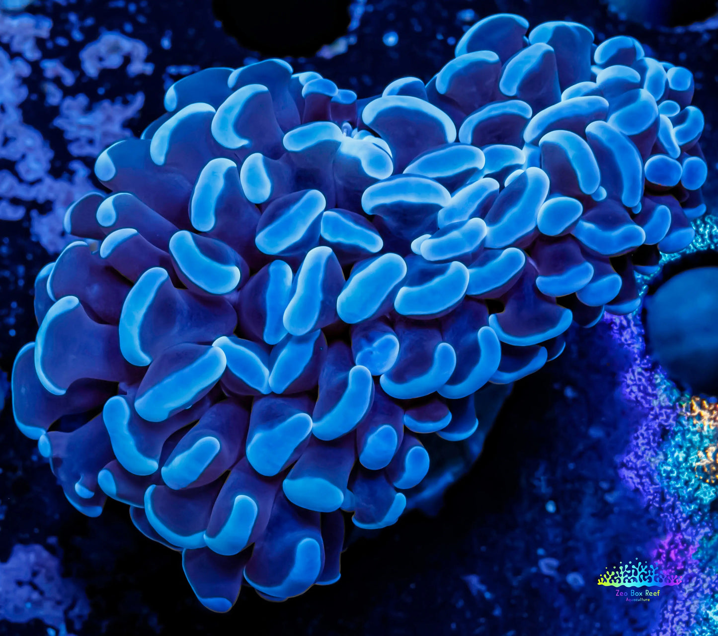 Ultra Hammer Coral -  WYSIWYG 4cm Ultra Hammer Coral -  WYSIWYG 4cm Aquarium Decor Ultra Hammer Coral -  WYSIWYG 4cm Zeo Box Reef