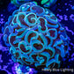 Ultra Hammer Coral    WYSIWYG 4cm Ultra Hammer Coral    WYSIWYG 4cm Aquarium Decor Ultra Hammer Coral    WYSIWYG 4cm Zeo Box Reef