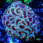 Ultra Hammer Coral    WYSIWYG 4cm Ultra Hammer Coral    WYSIWYG 4cm Aquarium Decor Ultra Hammer Coral    WYSIWYG 4cm Zeo Box Reef