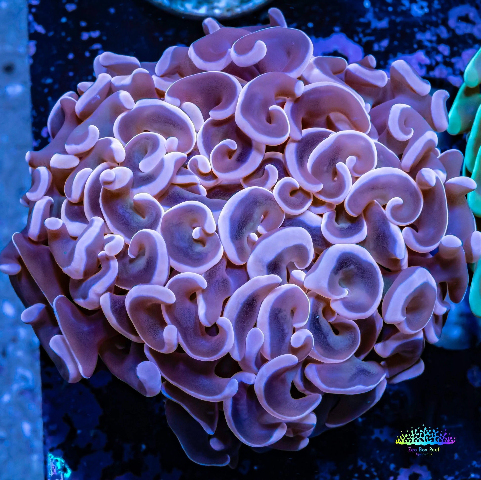 Ultra Hammer Coral -  WYSIWYG 5cm Ultra Hammer Coral -  WYSIWYG 5cm Aquarium Decor Ultra Hammer Coral -  WYSIWYG 5cm Zeo Box Reef